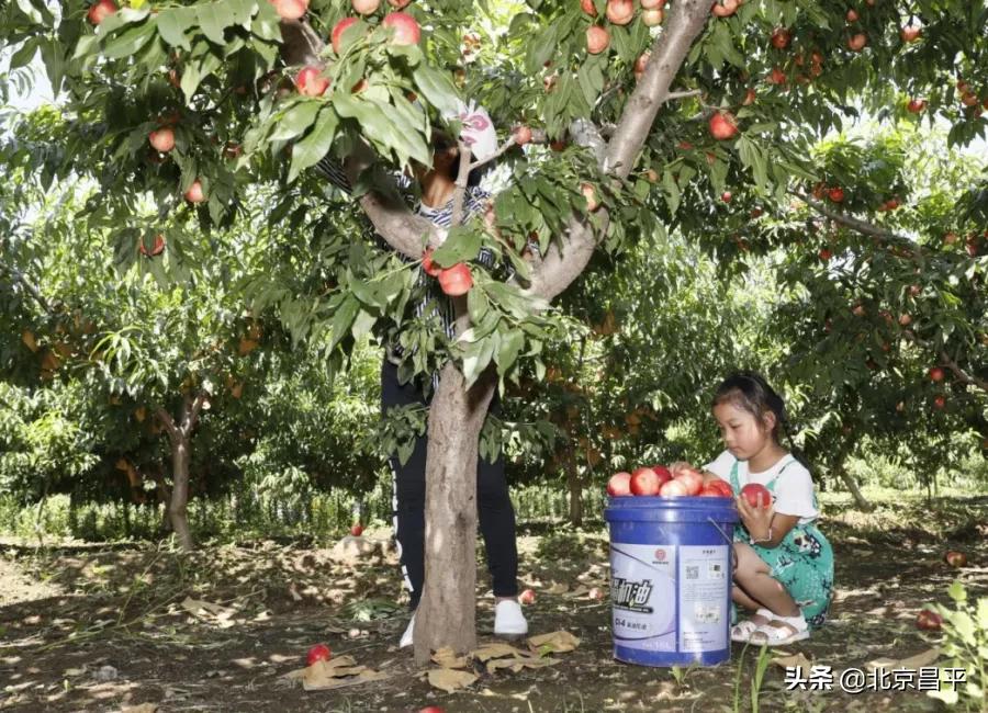 昌平鲜桃采摘地点,桃醉一夏