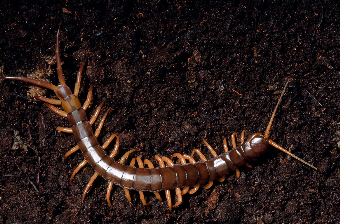 为什么公鸡吃了蜈蚣变很凶,为什么公鸡吃蜈蚣会变得很凶猛