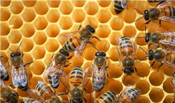 阿坝蜂王蜜蜂筑巢习性,蜜蜂生活习性和养殖方法