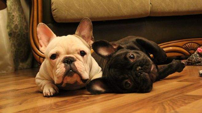 7个饲养法国斗牛犬的“小心机”，难怪别人家的狗能活这么久