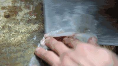 国内淡水十大凶猛鱼类排行,十大掠食性鱼类排名