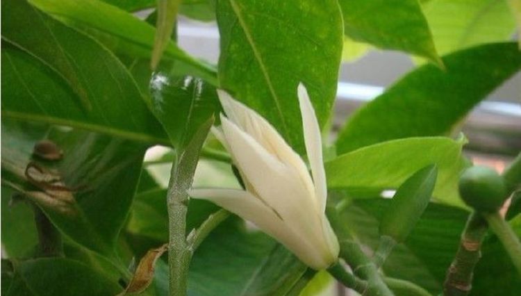 白兰花白色香还是黄色香,哪个品种白兰花最香