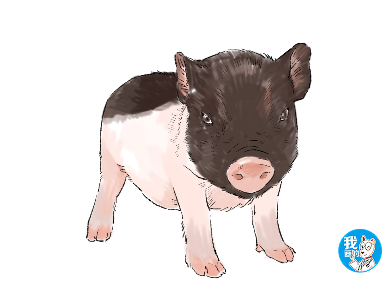 小香猪养到300斤被学校发现,小香猪养到300斤商家表示可以退货