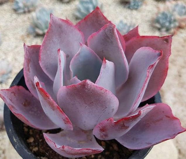 广寒宫和晚霞多肉有什么区别,多肉广寒宫开花的样子