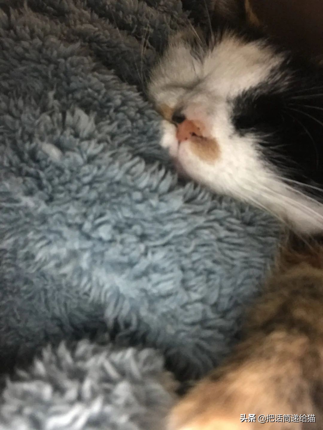 一只猫被另一只打,一只猫被两个人打