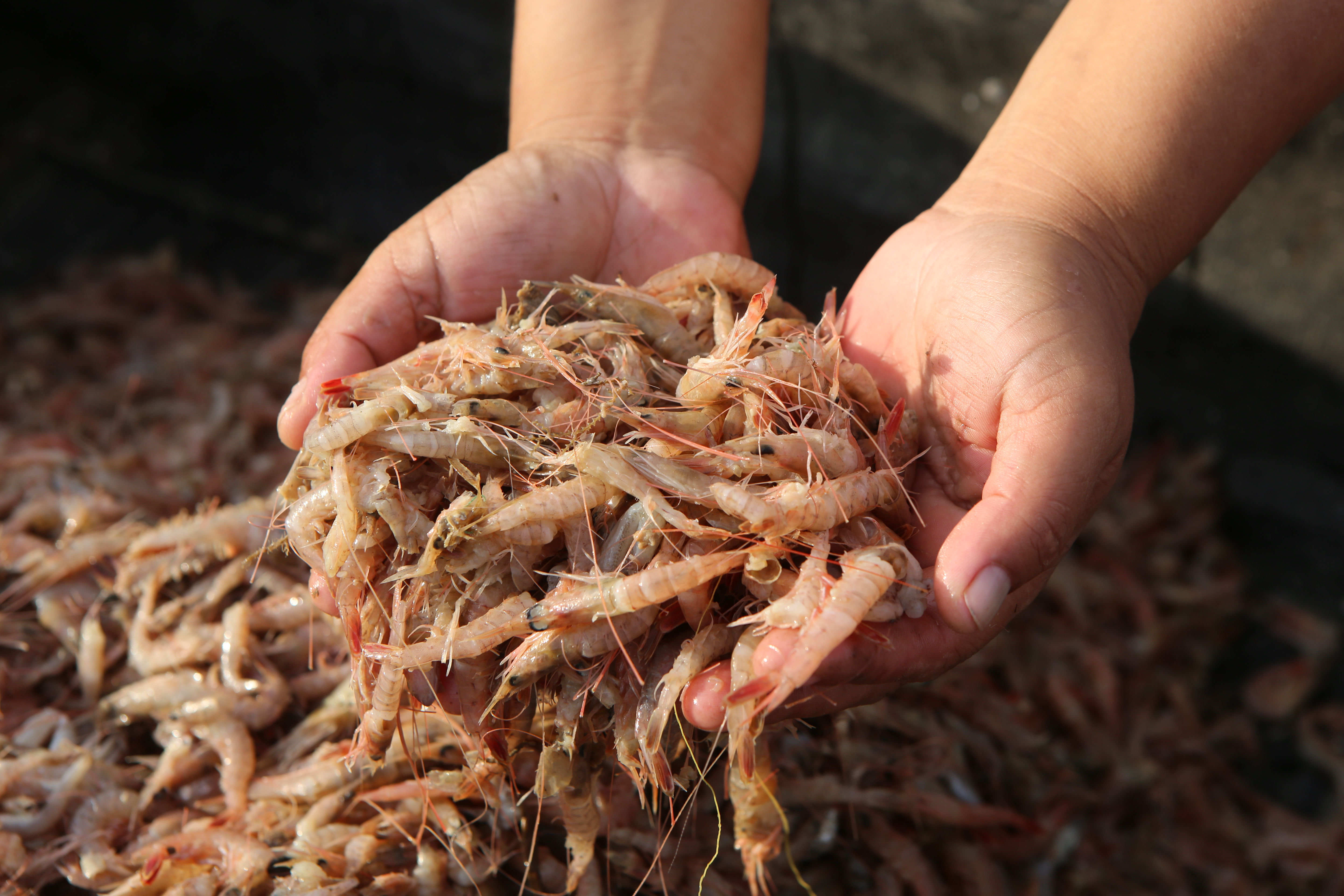 火热民宿,火热的民宿