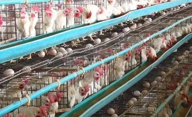 鸡下软蛋是什么病吃什么药,鸡子下软壳蛋吃什么药能解决