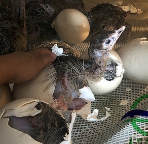 养殖鸵鸟怎么养殖得快些,为什么不建议养殖鸵鸟