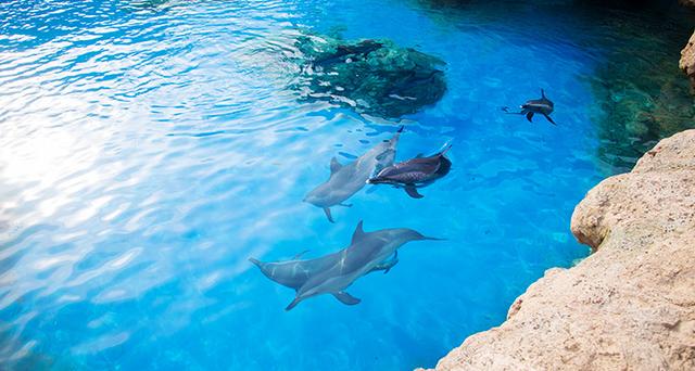 全能家轿，幸福启程！东风日产携手长隆海洋王国打造#幸福假期#