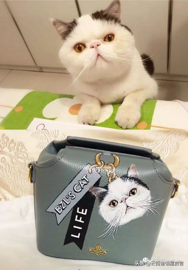 超好看的宠物包,好看又大的宠物包
