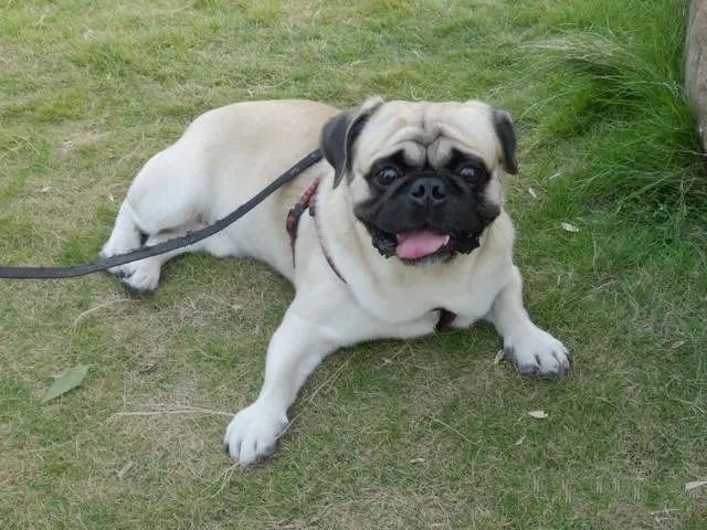 世上最漂亮的十种狗,最名贵的狗叫什么名字