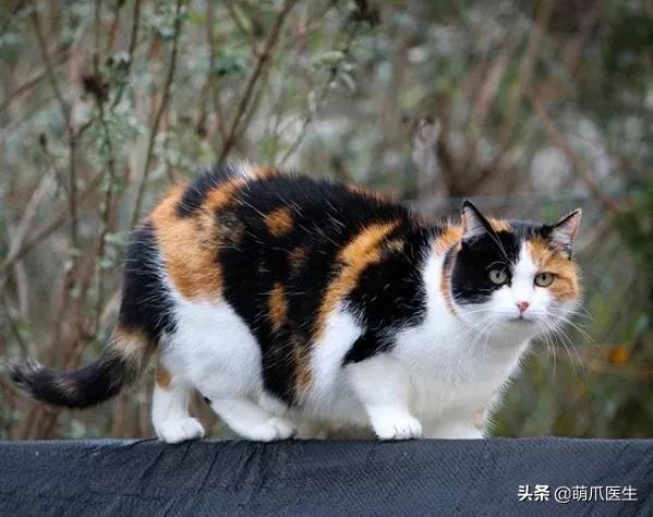 “你根本不爱猫，你就是馋它的身子！”