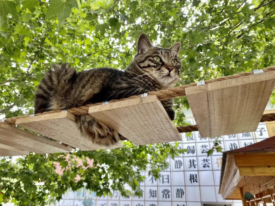 马霸霸|风度翩翩花荣荣