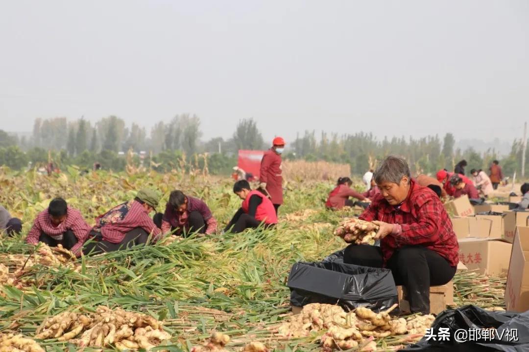 生姜种出脱贫致富路,生姜产业带动了地方经济