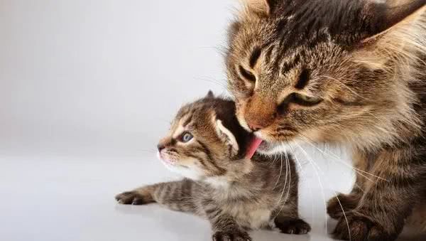 猫咪生产前主人应该做什么,猫咪生产之前主人需要做什么