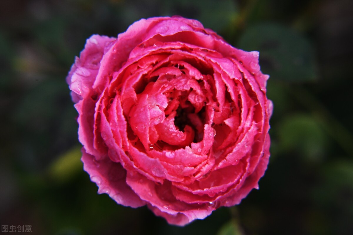 红色玫瑰代表着热烈的爱情,红玫瑰最能代表爱情的鲜花