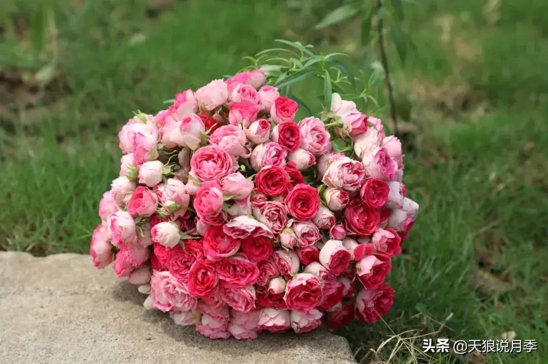 阳台种月季光照少怎么办,光照不好可以养石榴吗