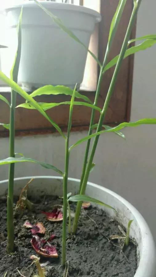 生姜入窖不到一月发芽怎么处理,生姜发芽了放土里面还能结果吗