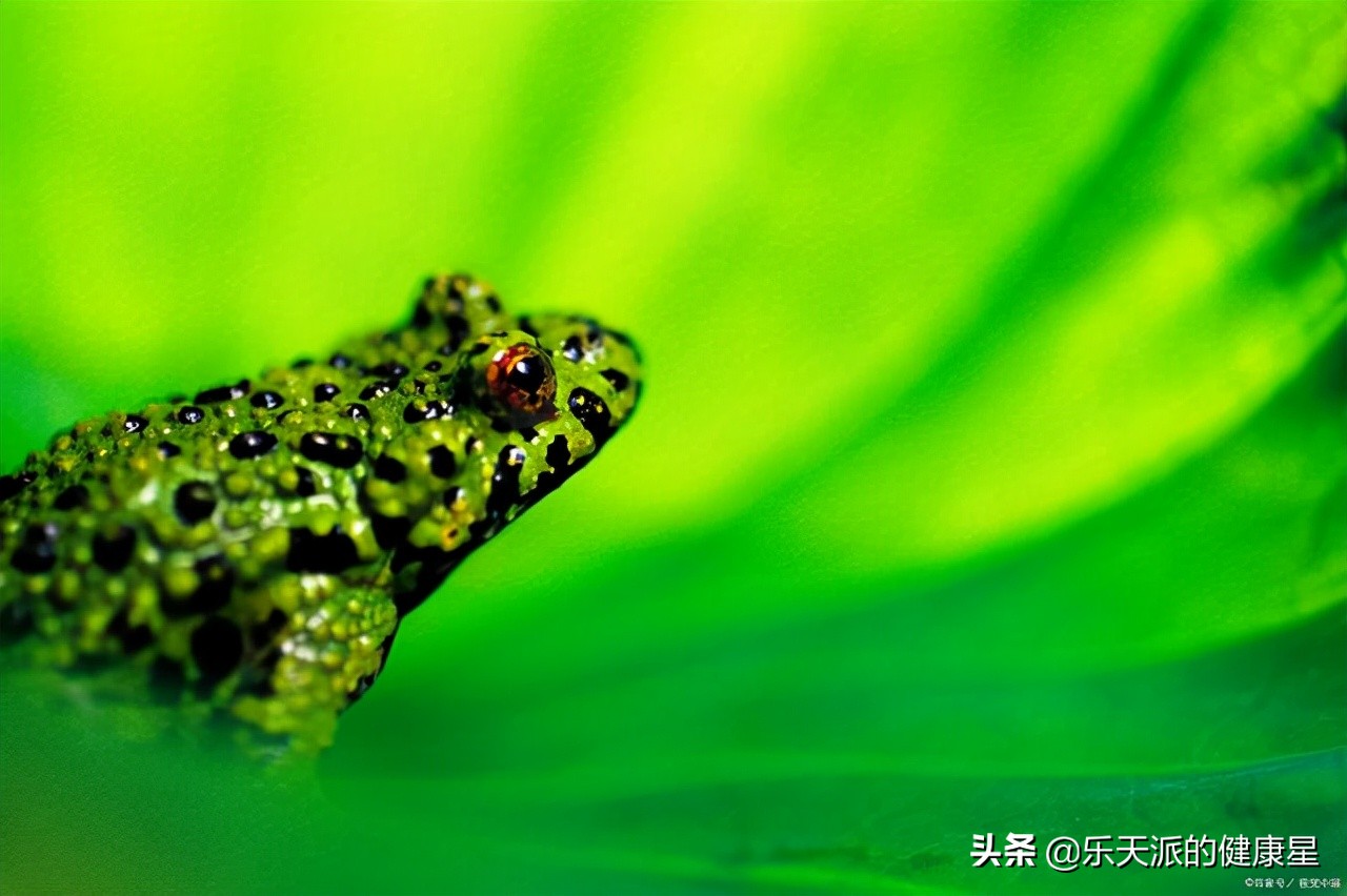 青蛙在你们老家叫什么,青蛙在水里吃什么食物