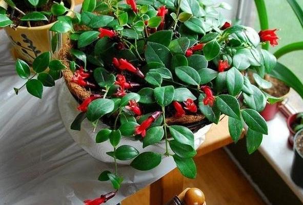 此花颜值不输荷花,此花艳丽富贵