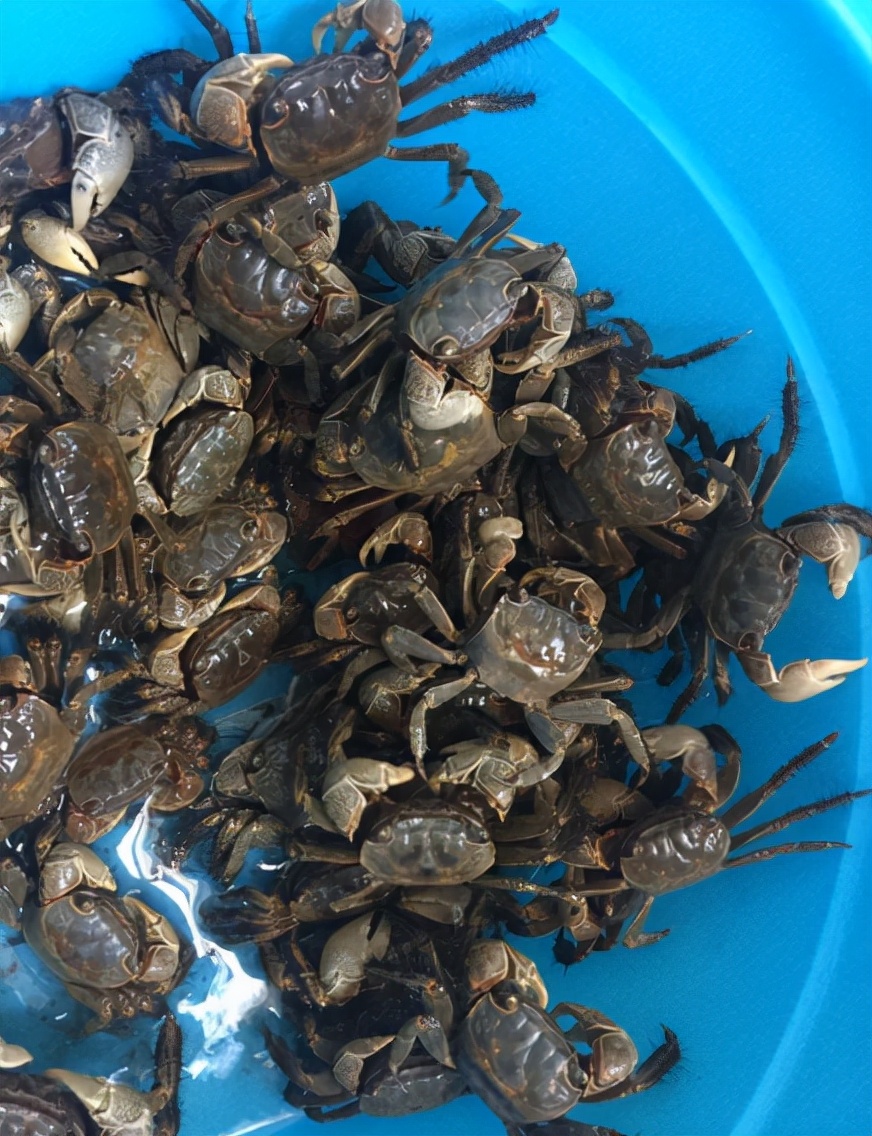 大闸蟹捕食稻田害虫,螃蟹的害虫是什么