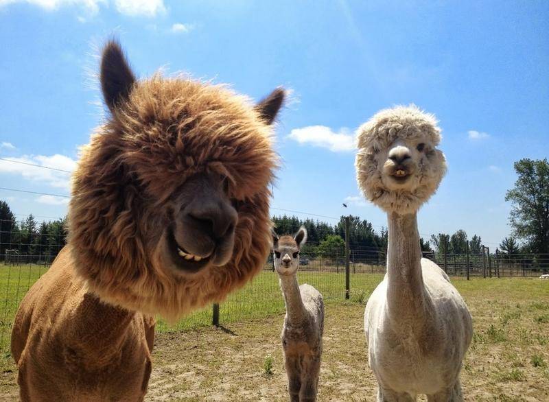 时髦的羊驼,有格调的羊驼