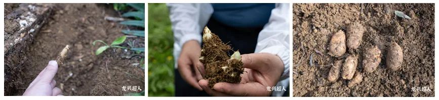 达州道地药材天麻,正宗中药材天麻