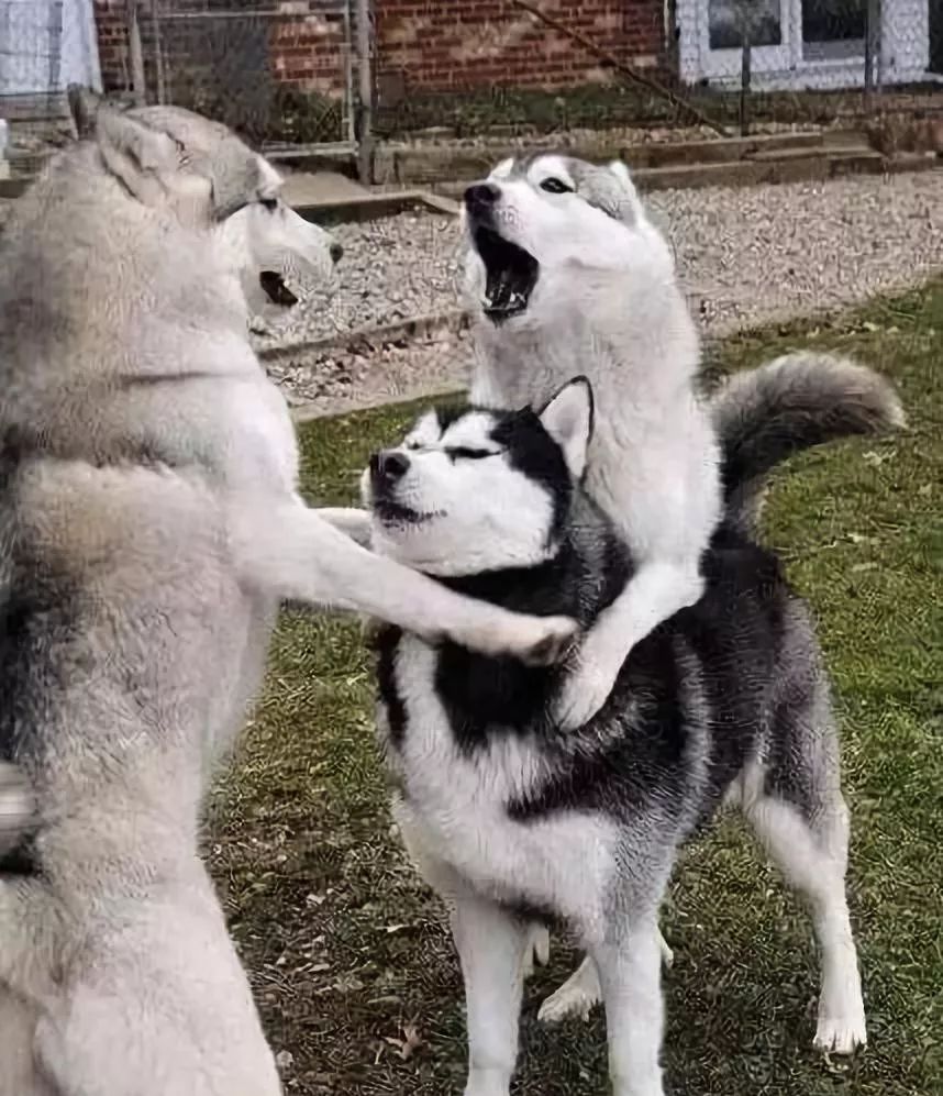 有些狗子玩着玩着就打架了,有些狗子表面上人畜无害吵起架来