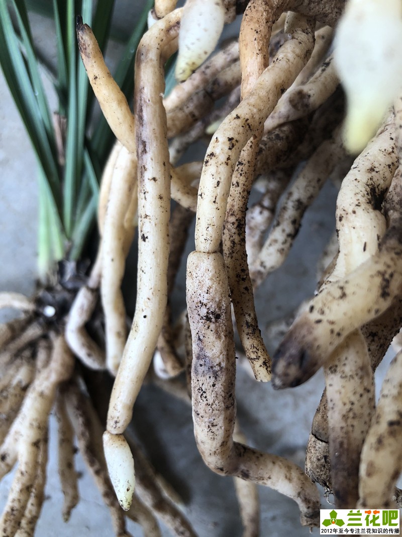 兰花分叉根要剪吗,兰花怎么护根又粗又好看