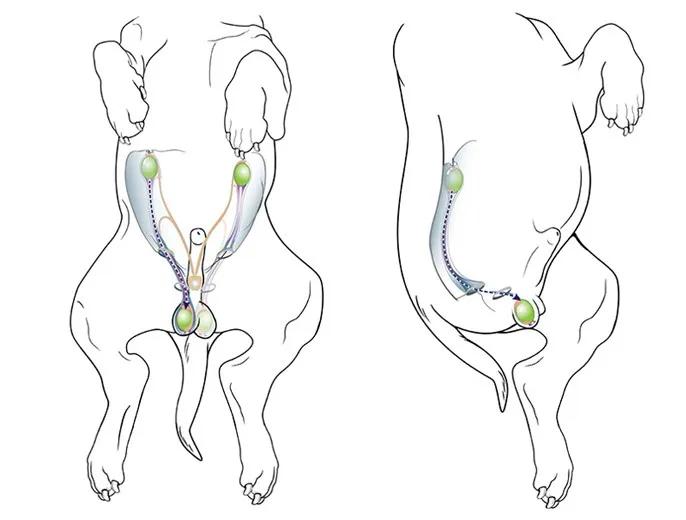 狗狗一个隐睾危险性大吗,狗狗隐睾自愈的可能性