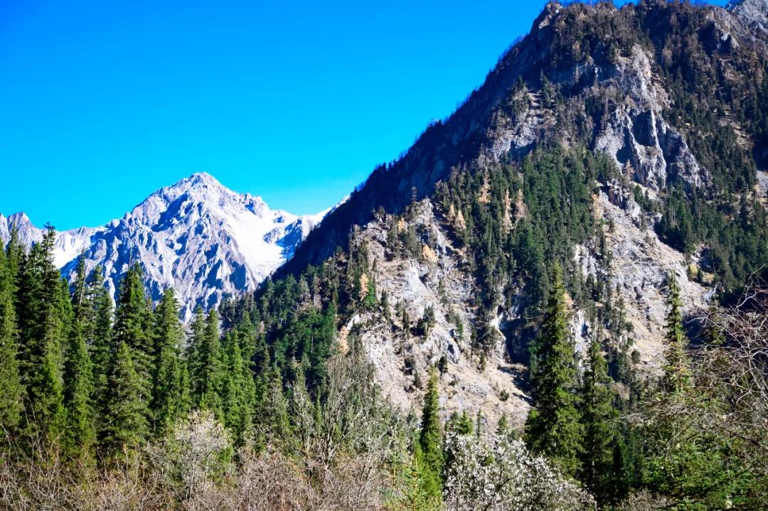 李子柒家乡成旅游景点,李子柒乡愁