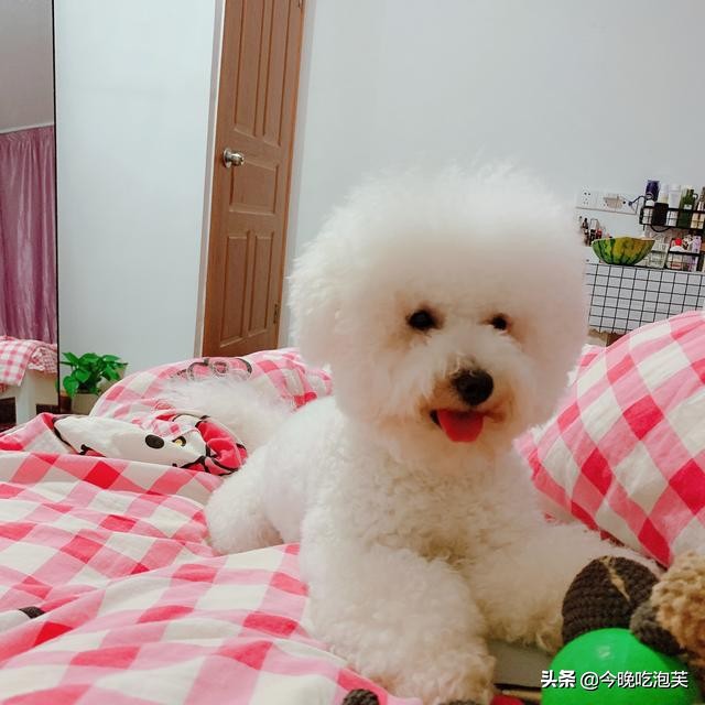 狗狗身上真菌跟细菌打什么药,狗狗身上有细菌用什么方法消灭