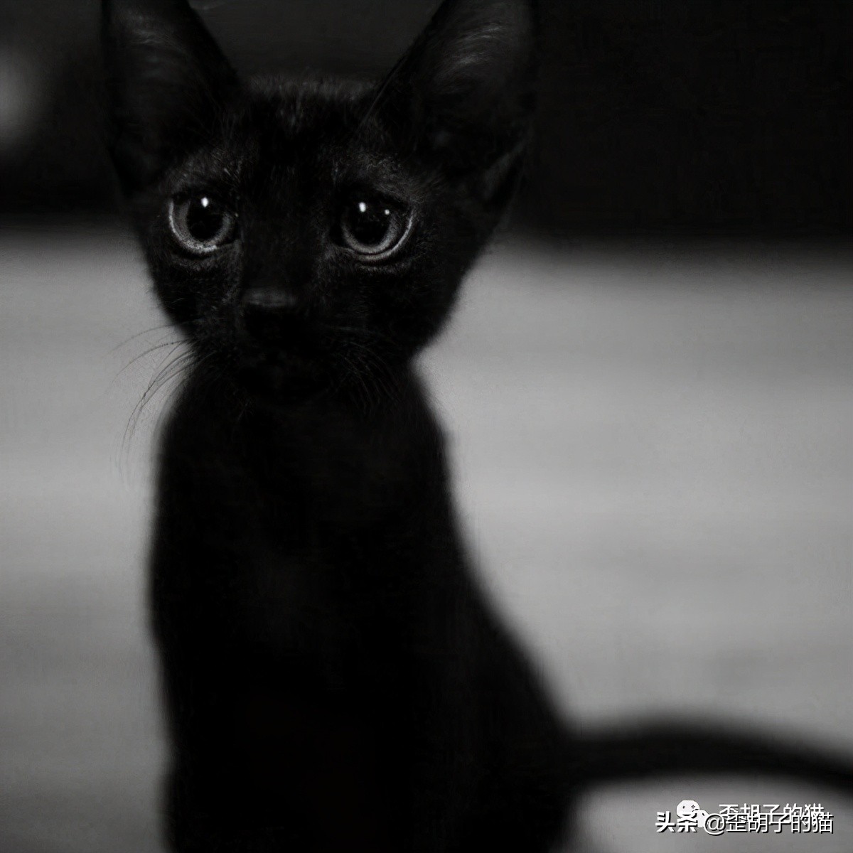 「歪胡子的猫」盘点中美日动漫中的猫咪现实中的样子