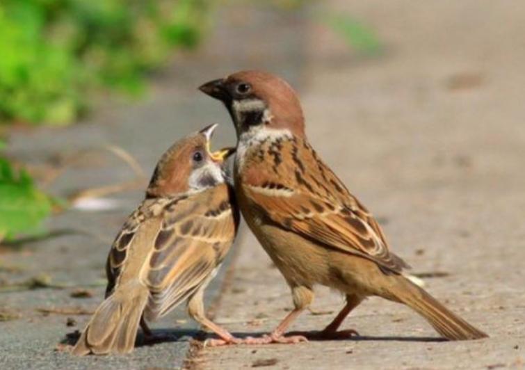四川野生保护动物种类大全,野鸡野生动物保护