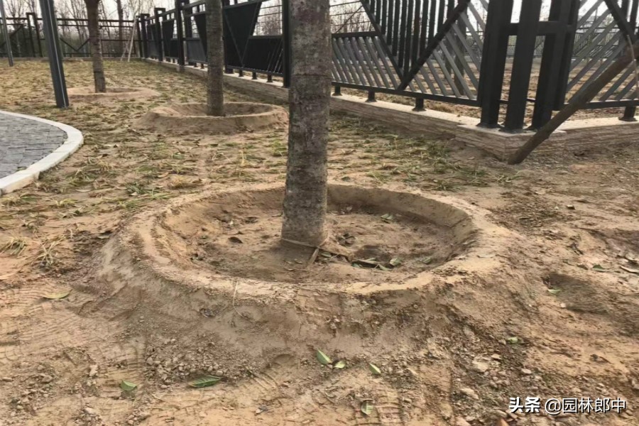 移栽大树是围堰好还是插管浇水好,夏季新栽大树应该如何养护浇水