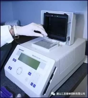 斑节虾是淡水养殖还是海水养殖,微正斑节虾养殖