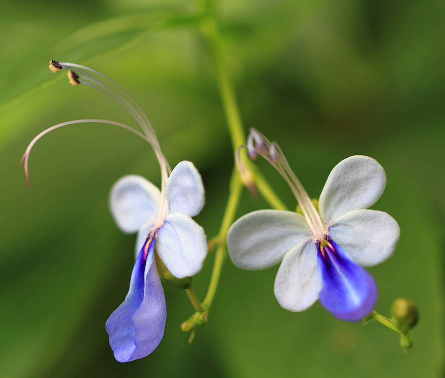 相似动物的花有哪些,稀奇古怪的动物花图片