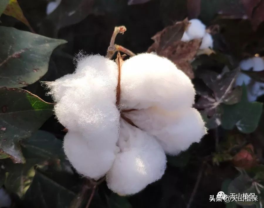 11月25日新疆籽棉收购价格,籽棉收购价格继续回落