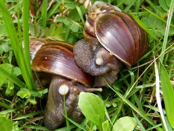 连中国吃货都解决不了的入侵生物，这种非洲巨型蜗牛如何入侵全球