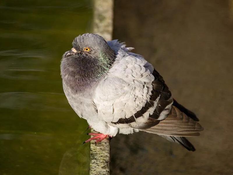 信鸽病防治,信鸽疾病的预防常识