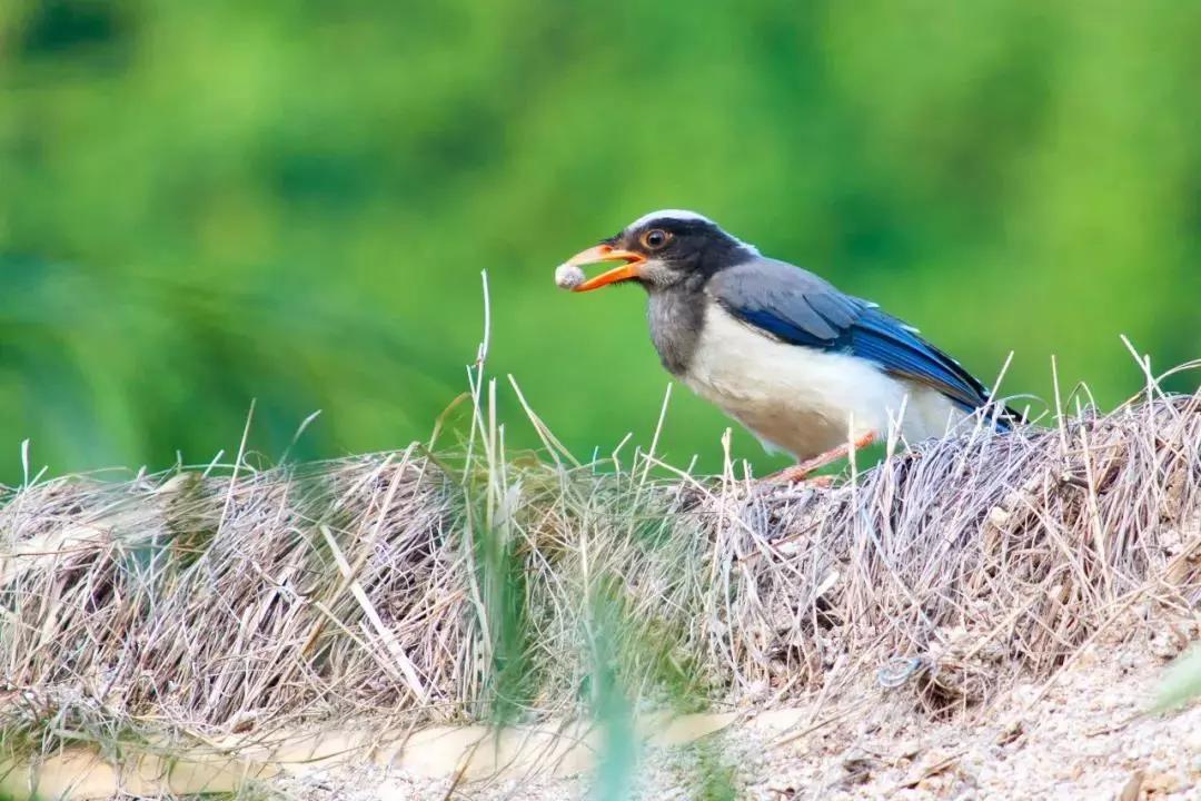 北京这个学校很“火”！坐拥3大花园、果园、动物园，集美貌与知识于一体！
