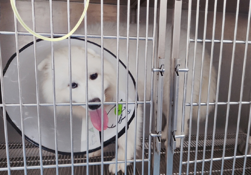 狗狗眼睛长息肉可以保守治疗吗,狗狗眼息肉怎么消除最快