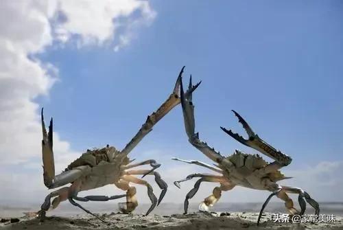 哪里的大闸蟹最正宗最好,最正宗的大闸蟹是哪里的