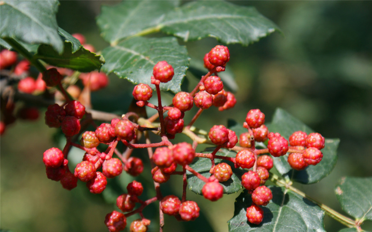 花椒防止蚜虫用什么药最好,花椒防止蚜虫的方法有哪些