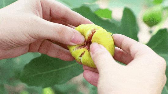 很好看又好吃的无花果,又香又甜的无花果好吃