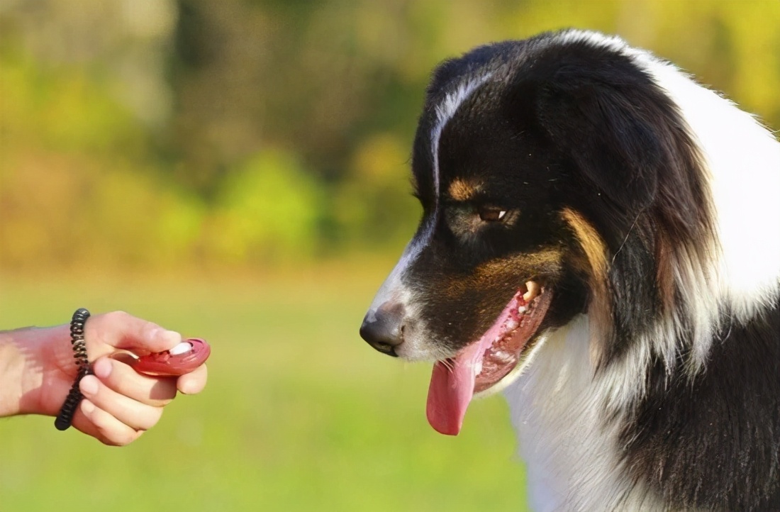 狗狗叫什么名字好听顺口霸气,狗狗叫什么名字霸气招财