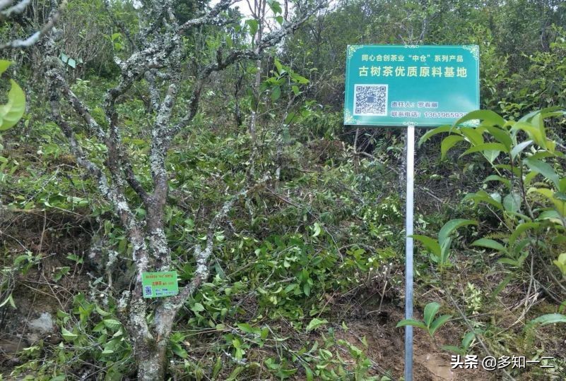 出租古茶树,古树茶地出租