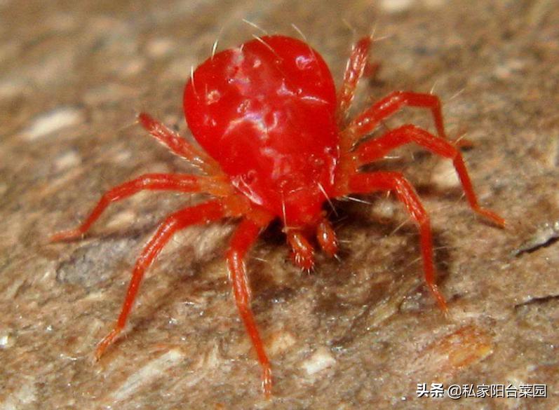 阳台种菜生小虫,阳台种菜小飞虫怎么根治