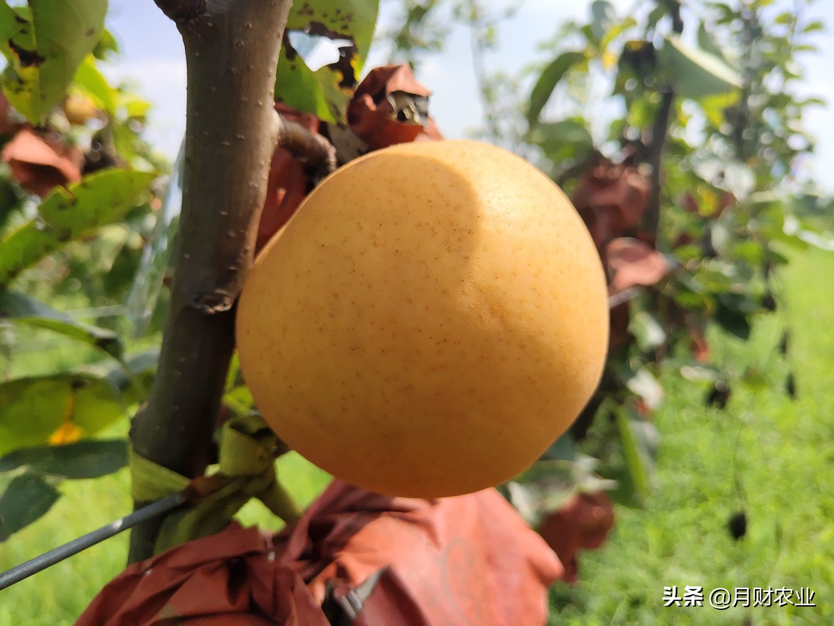 怎么区分秋月梨和丰水梨,如何区分秋月梨和秋皮梨