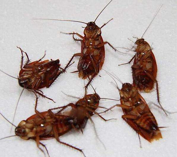 蟑螂怎么消灭最彻底厨房,蟑螂怎么消灭最彻底家里有小宝宝